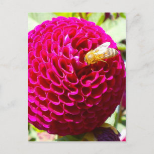Carte Postale Miel abeille sur une fleur