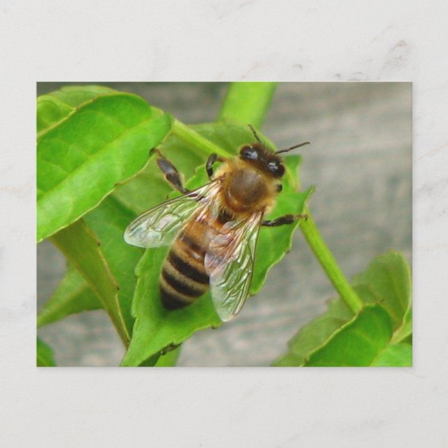 Carte Postale Miel Bee (Devant)