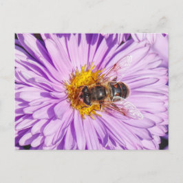 Carte Postale Miel Bee sur une marguerite Michaelmas