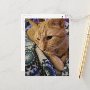 Carte Postale Mignon Adorable Chat roux Endormi