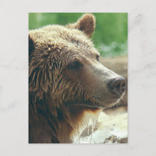 Carte Postale Mignon Adorable Nature Ours Animal Visage Yeux