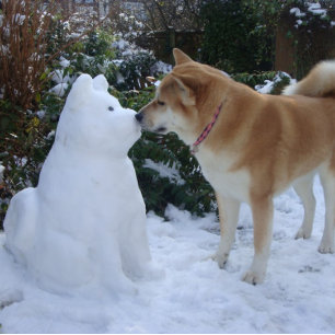 Carte Postale mignon akita baiser bonhomme de neige akita photo