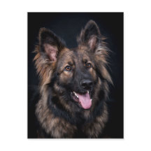 Carte postale mignon berger allemand chien Alsacie