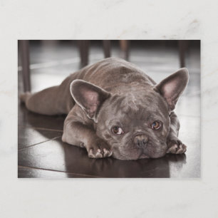 Carte Postale Mignon French Bulldog Chien photo