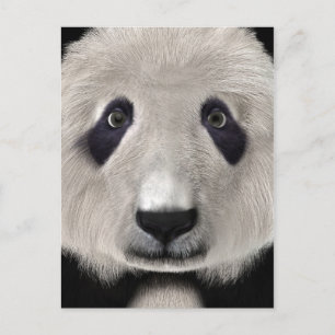 Carte Postale Mignon Ours Panda Kawaii Amoureux des Animaux Cade