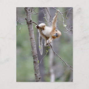 Carte Postale Mignon singe doré aux branches d'arbre