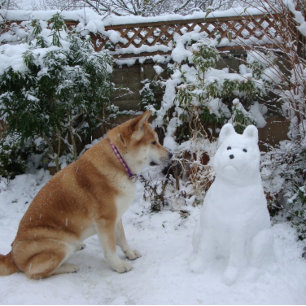 Carte Postale mignonne akita assise dans la neige avec la photo 