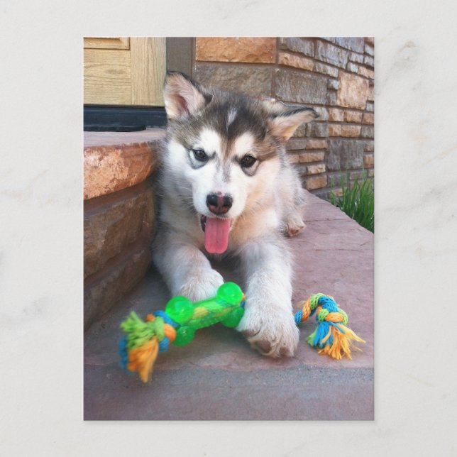 Carte Postale Mignonne Alaskan Malamute Puppy Photo Miss You (Devant)