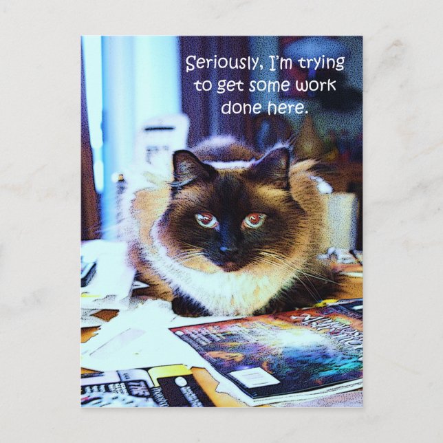 Carte Postale Mignonne Drôle Animal Kitty Chat Plaisanter (Devant)