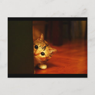 Carte Postale mignonne_drôle_animaux_28 kitten chat sneaking