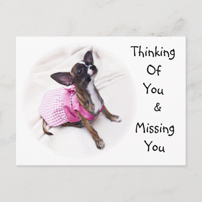Carte Postale Mignonne fille Chihuahua habillée (Devant)