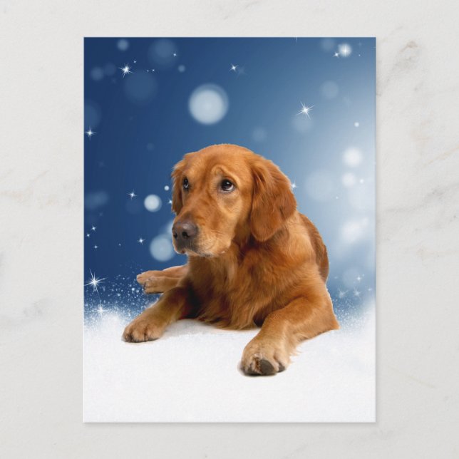 Carte Postale Mignonne Golden Retriever Chien assis dans les éto (Devant)