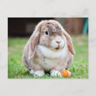 Carte Postale Mignonne lapin à lop dans l'herbe avec carotte