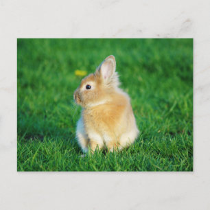 Carte Postale Mignonne Lapin Faune assis dans l'herbe