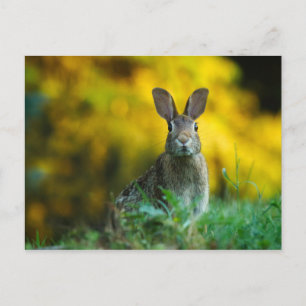 Carte Postale Mignonne lapin lapin