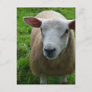 Carte Postale Mignonne mouton écossais