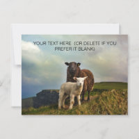 Mignonne mouton irlandais - Irlande Voyage