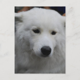 Carte postale mignonne Samoyed