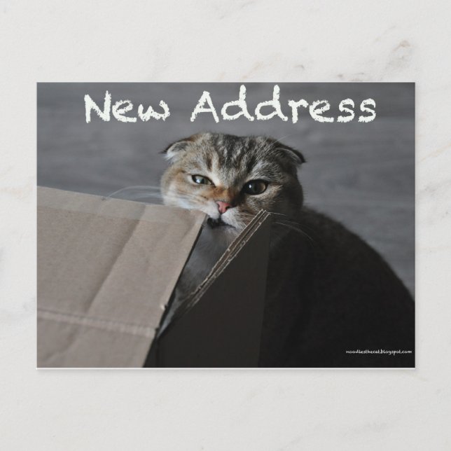 Carte Postale Mignonne scottish pli card chat drôle d'adresse mo (Devant)