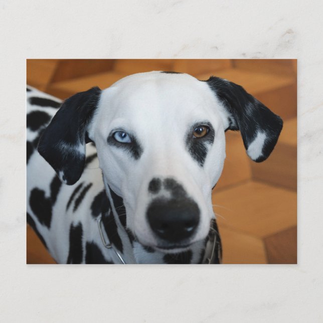 Carte Postale Mignonne un oeil bleu Chien dalmate (Devant)