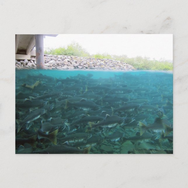 Carte Postale Migration De Saumons Roses En Kodiak, Alaska (Devant)