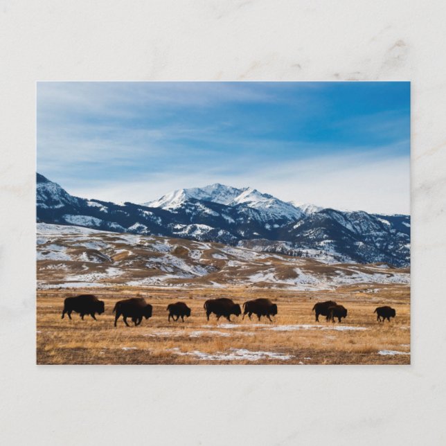 Carte Postale Migration des bisons (Devant)