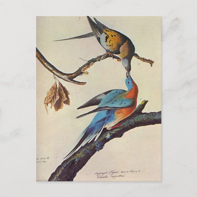 Carte Postale migratorius d'ectopistes (pigeon de passager) (Devant)