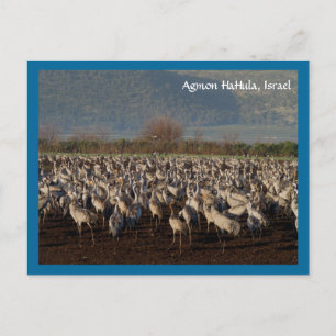 Carte postale Migrer les oiseaux