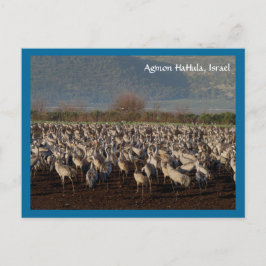 Carte postale Migrer les oiseaux