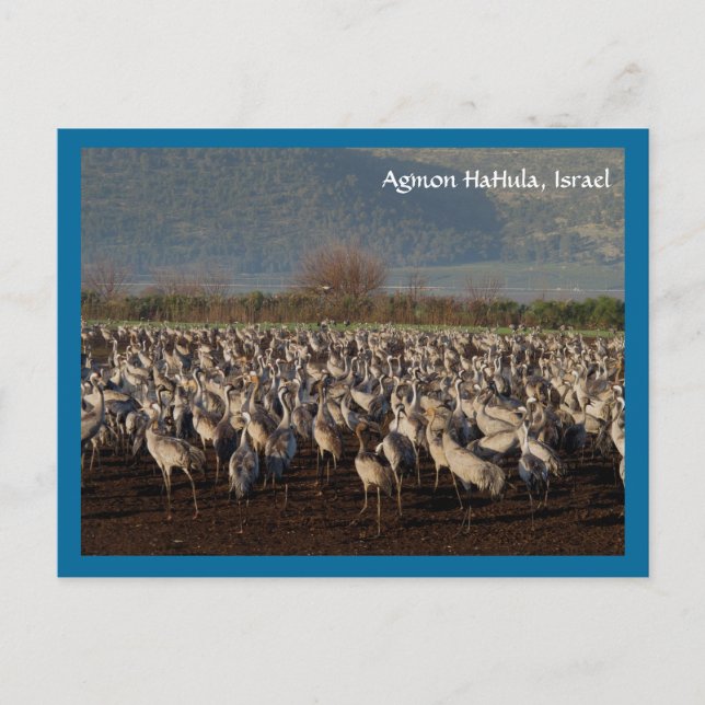 Carte postale Migrer les oiseaux (Devant)