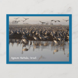 Carte postale Migrer les oiseaux