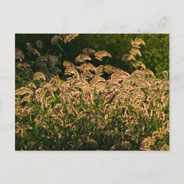 Carte Postale Millet sauvage (Panicum Sp.) Croissance Dans Les Z (Devant)