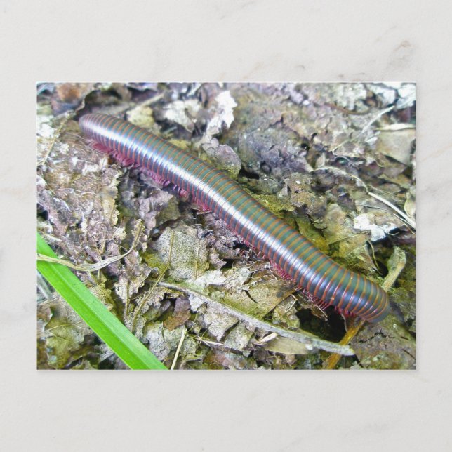 Carte postale Millipede (Devant)