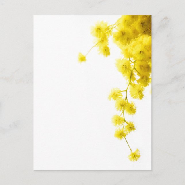 Carte Postale Mimosa (Devant)