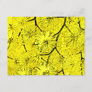 Carte Postale Mimosa