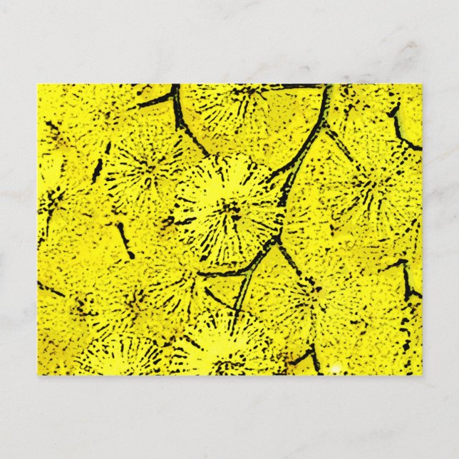 Carte Postale Mimosa (Devant)