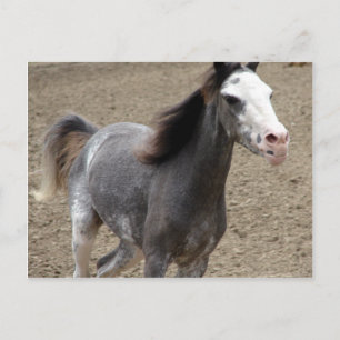 Carte Postale Mini cheval en classe de liberté à un concours hip