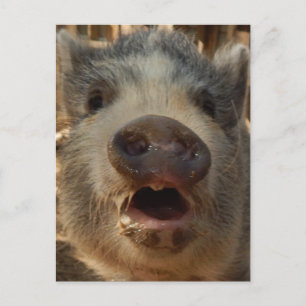 Carte postale Mini Cochon