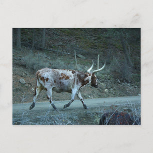 Carte Postale Mini impression "Lucy Watusi" (Watusi & Longhorn C