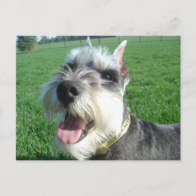 Carte postale Mini Schnauzer (Devant)