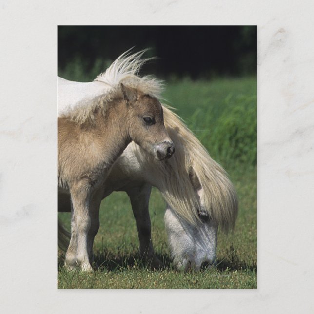 Carte Postale Miniature Mare & Foies 3 (Devant)