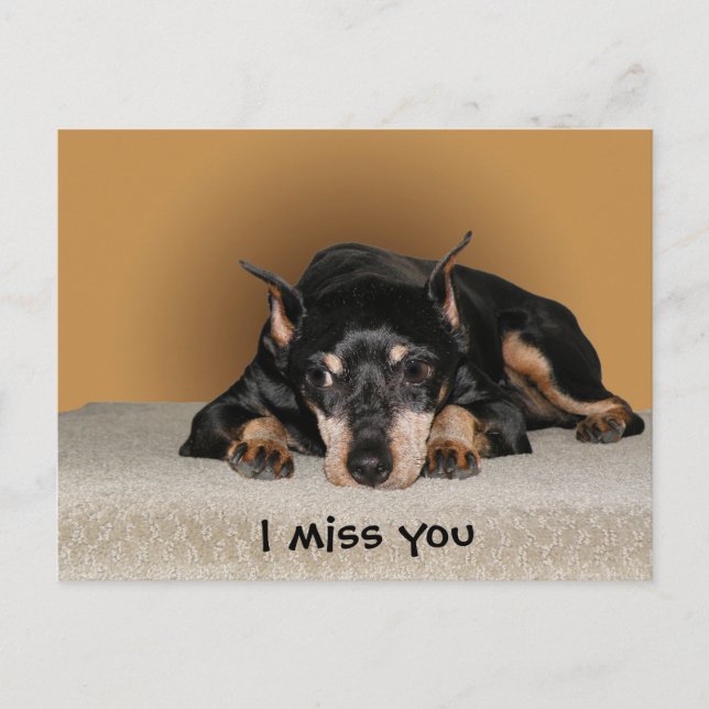 Carte Postale Miniature Pinscher aka Min Pin (Devant)