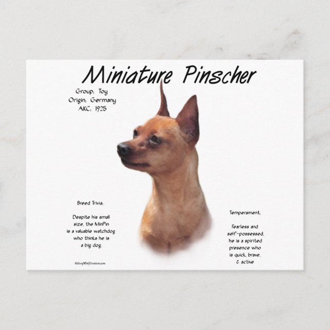 Carte Postale Miniature Pinscher (rouge) (Devant)