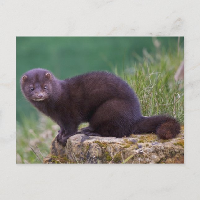Carte postale Mink (Devant)