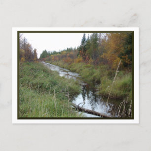 Carte postale Minnesota Creek/Automne