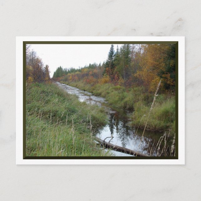Carte postale Minnesota Creek/Automne (Devant)