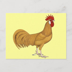 Carte Postale Minorque : Coq Buff