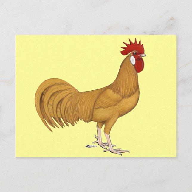 Carte Postale Minorque :  Coq Buff (Devant)