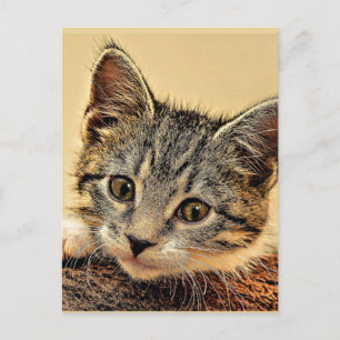Carte Postale minou, minou, mignon et câlin,