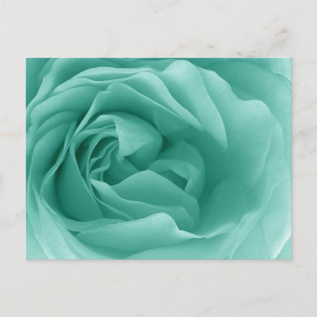Carte Postale MINT VERT Gros plan vers le haut d'un Rose frileux (Devant)